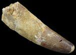 Spinosaurus Tooth - Large Section Of Root #52086-1
